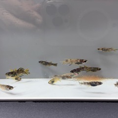 【メダカ】　和墨ミックス　10匹　1000円の画像