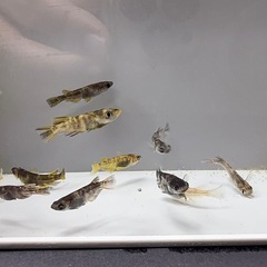 【メダカ】　和墨ミックス　10匹　1000円の画像