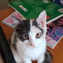 パステル色の三毛猫（3ヶ月女の子）