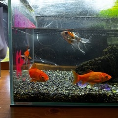 金魚4匹の画像