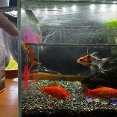 金魚4匹の画像