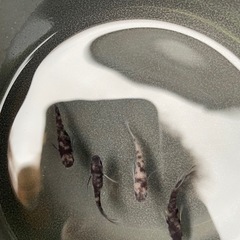 墨颯　　オリジナルメダカの画像