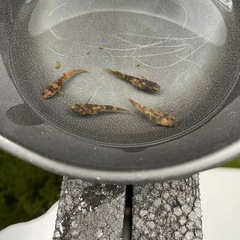仁　　オリジナルメダカの画像