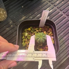 ユーフォルビア　オベサ　実生②の画像