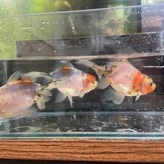 高級金魚　東錦の画像