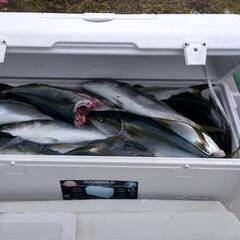 魚　釣りもの　10/5限定　ひらめ　イナダ　ワラサ　太刀魚　鯖　鯛　の画像
