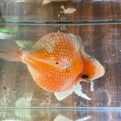 高級金魚 ピンポンパールの画像