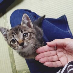 家族探してます - 猫
