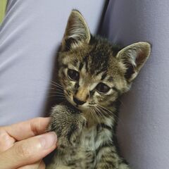 家族探してます − 福岡県