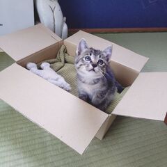家族探してます - 里親募集