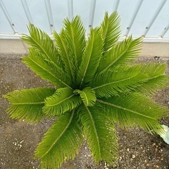蘇鉄売りますの画像
