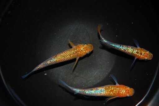 【限定1セット】『蒼煌』の上物種親候補　1ペア+メス1