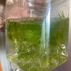 水草の画像