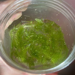 水草の画像