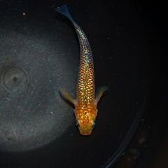 【限定1セット】『蒼煌』の上物種親候補　1ペア+メス1の画像