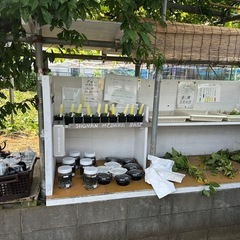 湘南めだか無人販売所　アガベの販売はお休みです。8時半〜16時ま...