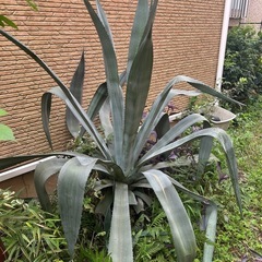 アガベ
の画像