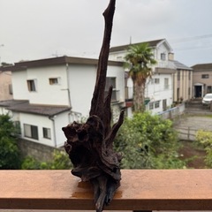 アクアリウム用の流木_20251004の画像