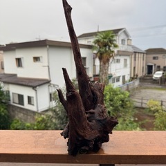 アクアリウム用の流木_20251004の画像