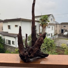 アクアリウム用の流木_20251004の画像
