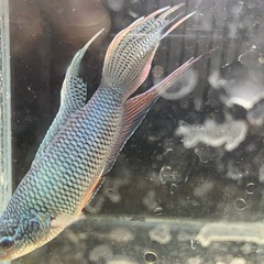 ロイヤルブルーパラダイスフィッシュ　闘魚の画像