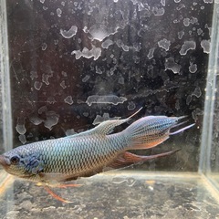ロイヤルブルーパラダイスフィッシュ　闘魚の画像