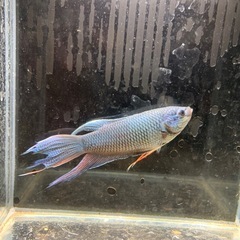 ロイヤルブルーパラダイスフィッシュ　闘魚の画像