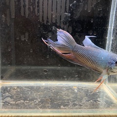 ロイヤルブルーパラダイスフィッシュ　闘魚の画像