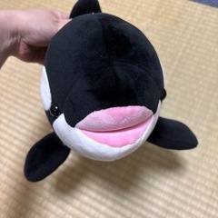 シャチ🐬︎ ̖́-ぬいぐるみの画像