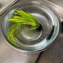 金魚鉢の画像