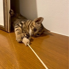 兄 🩵アメショ柄    妹🩷麦わら  2ヶ月   