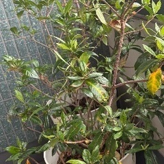 【無料引き取り希望】植物×2の画像