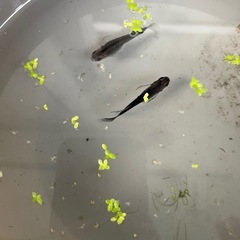 メダカ　経津主神稚魚10匹の画像