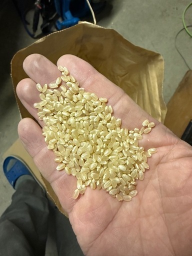 受付停止　令和7年産　コシヒカリ　玄米　1袋10キロ