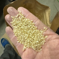 一旦、受付停止 令和7年産　コシヒカリ　玄米　1袋10キロ の画像