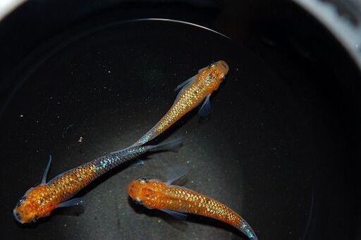 【限定1セット】『蒼煌』の種親候補　1ペア+メス1