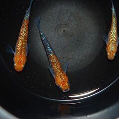 【限定1セット】『蒼煌』の種親候補　1ペア+メス1の画像