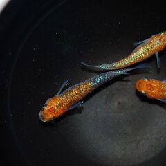 【限定1セット】『蒼煌』の種親候補　1ペア+メス1の画像