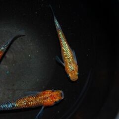 【限定1セット】『蒼煌』の種親候補　1ペア+メス1の画像
