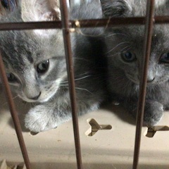 グレーの可愛いデコピン