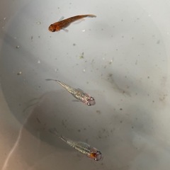 メダカ　宮桜稚魚10匹の画像