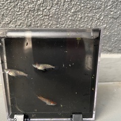 メダカ　宮桜稚魚10匹の画像