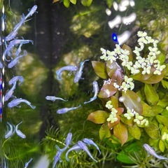 エメキン12匹　メダカの画像
