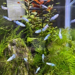エメキン12匹　メダカの画像