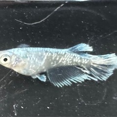 【改良メダカ】グラディオメダカ　5匹＋数匹の画像