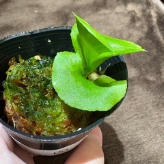 ビカクシダ　リドレイ⑤の画像
