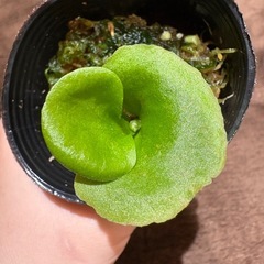 ビカクシダ　リドレイ⑤の画像