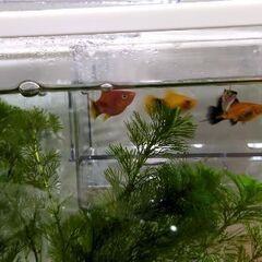 プラティの稚魚 熱帯魚の画像