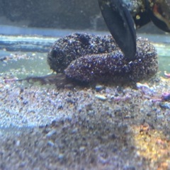 海水魚　クモウツボ　サンゴ　クマノミ　熱帯魚 　人工海水の画像