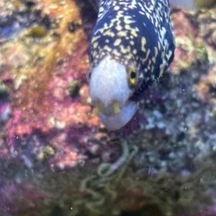 海水魚　クモウツボ　サンゴ　クマノミ　熱帯魚 　人工海水の画像